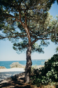 MARIAGE A LA CABANE BARTHEROTTE-5